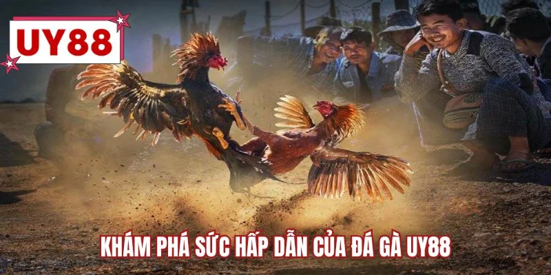 Khám phá sức hấp dẫn của đá gà UY88