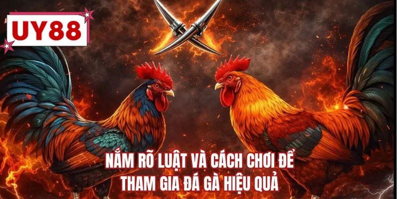 Nắm rõ luật và cách chơi để tham gia đá gà hiệu quả